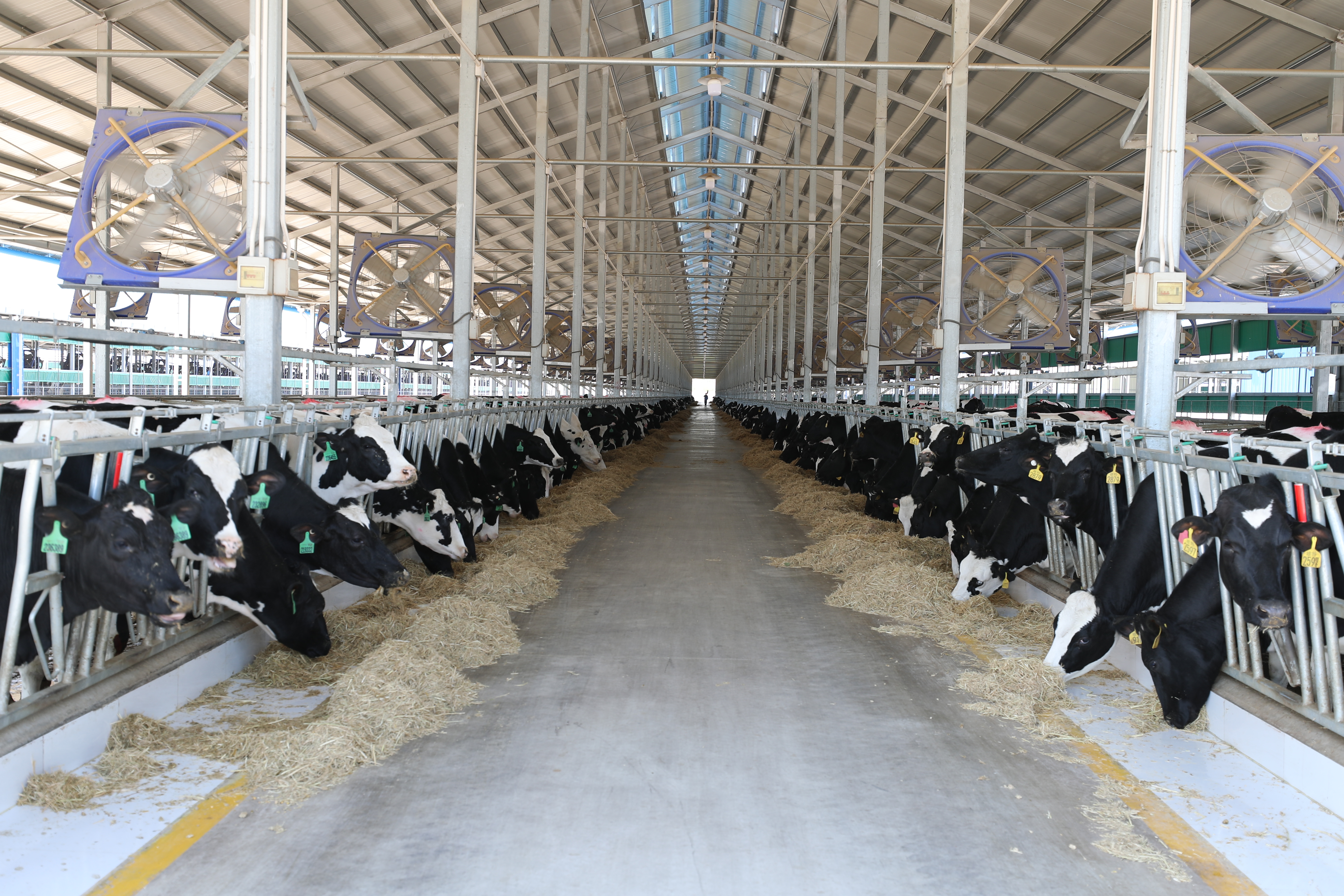 东旺奶牛养殖场,目前拥有现代标准化牛舍20余栋,存栏奶牛近7000